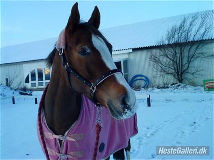 Hollandsk Sportspony Pearle - <3 billede 7