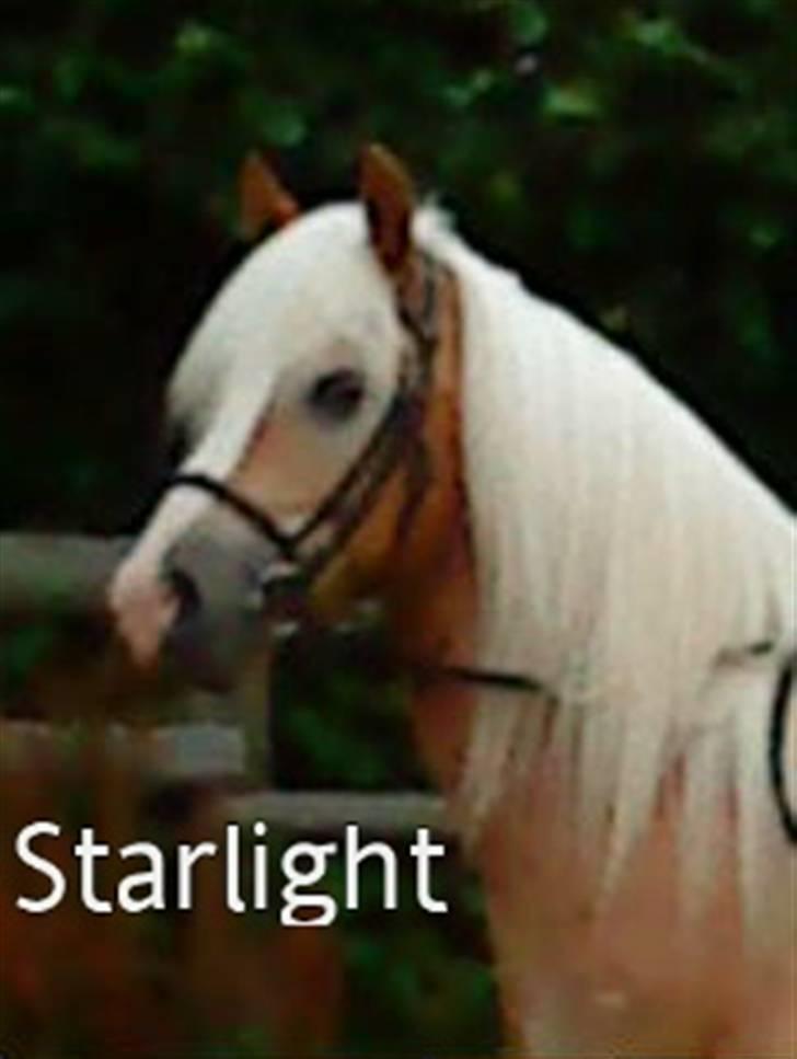 Haflinger Starlight *RIP* - Miig der rider den skøøønne<3 billede 1