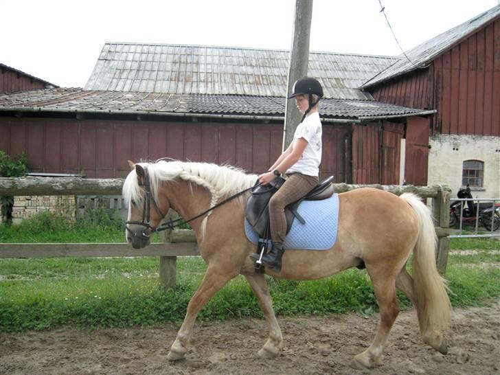 Haflinger Starlight *RIP* - Ham den smukke=) billede 3