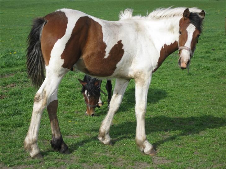 Anden særlig race Aikido (Solgt!) - Er han ikke kær´ min lille, Kido. billede 7