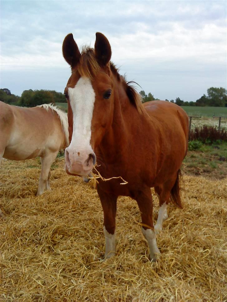 DSP Monty  - Velkommen til min profil.. :D Se gerne alle billederne inden i går! :D <3 billede 1