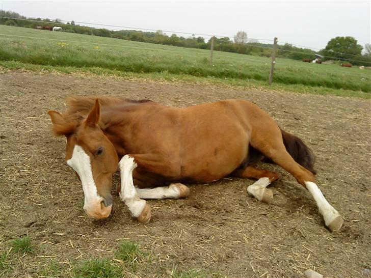 DSP Monty  - Monty som ruller sig <3 billede 2