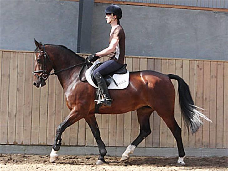 Hollandsk Varmblod Daisy - Salgsbillede - dressur billede 4