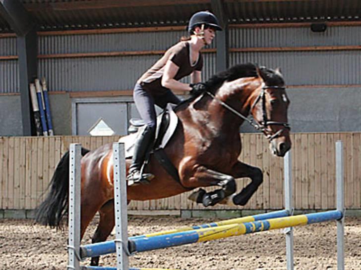 Hollandsk Varmblod Daisy - Salgsbillede - spring billede 5