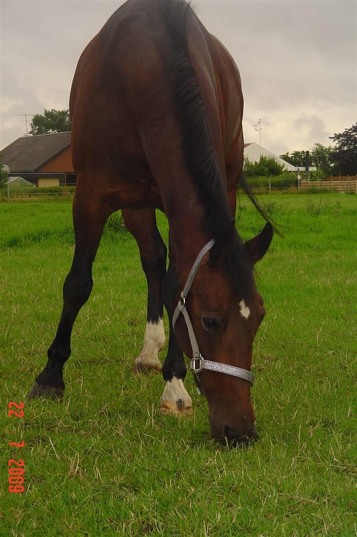 Hollandsk Varmblod Daisy - Juli 09 billede 6