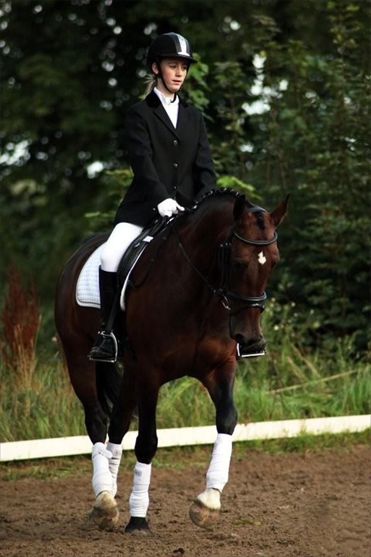 Hollandsk Varmblod Daisy - August 09 billede 7