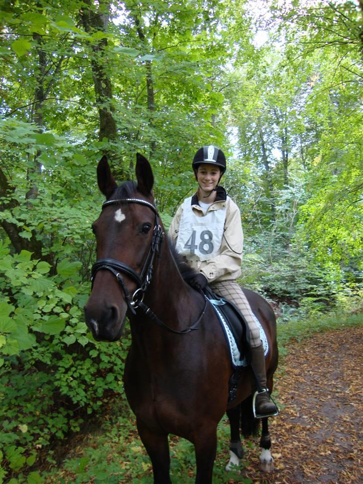 Hollandsk Varmblod Daisy - til distance billede 9