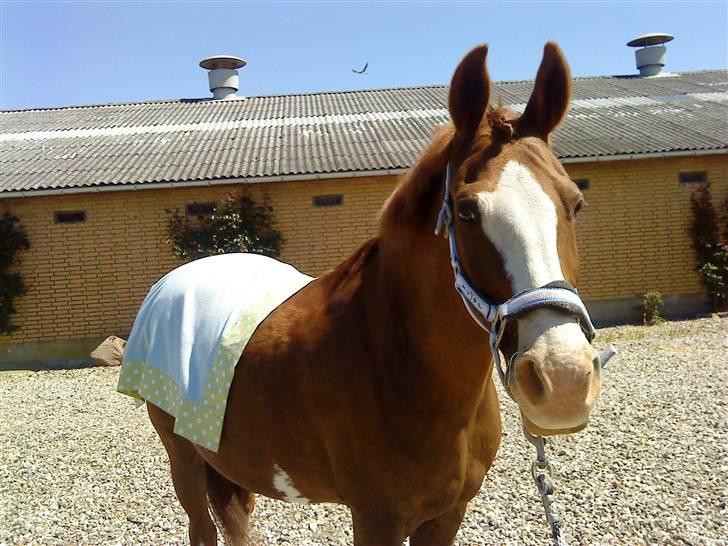 DSP Monty  - Monty til hans fødselsdag med hans fine skridt tæppe :) billede 3