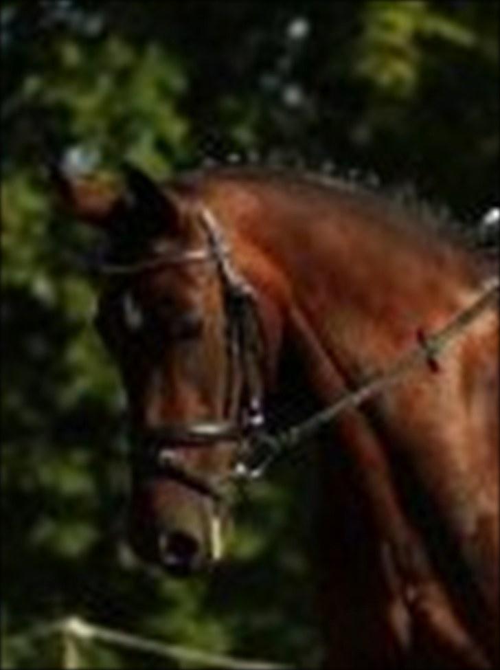 Hollandsk Varmblod Daisy - August 09 billede 10