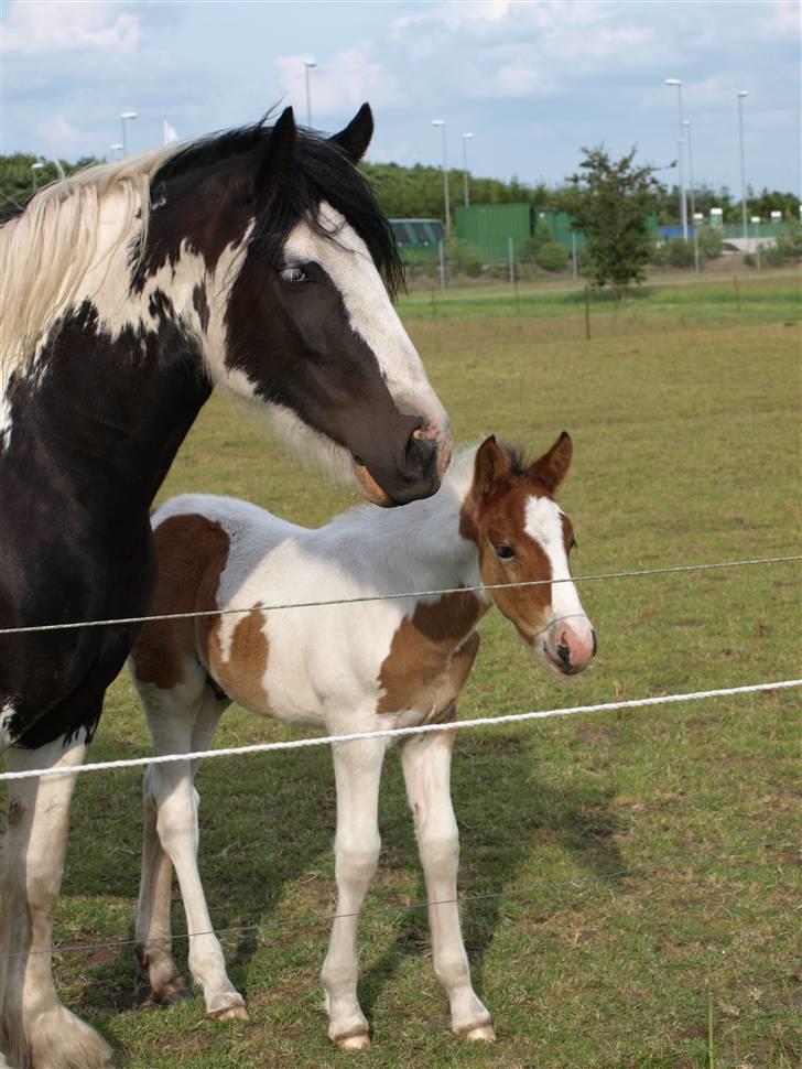 Anden særlig race Aikido (Solgt!) - Aikido og hans mor Filuka. sikk´ et sødt par. billede 8