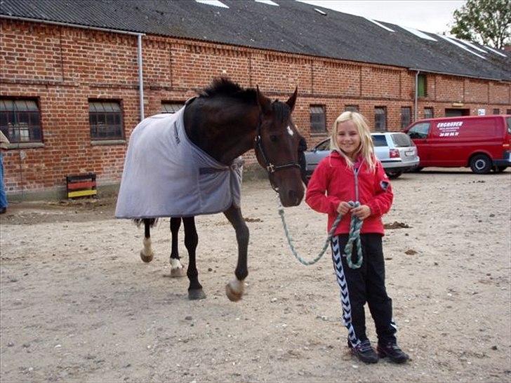 Hollandsk Varmblod Daisy - min lillesøster på 8 der trækker rundt med Daisy på stævnepladsen.       September 09 billede 11