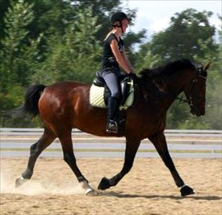 Hollandsk Varmblod Daisy - undervisning v. Mads Rom, ridelejr Hjallerup Juli 10 billede 12