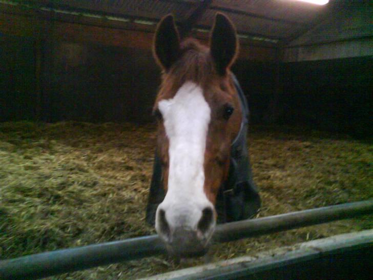 DSP Monty  - Monty i løstdrift <3 billede 4