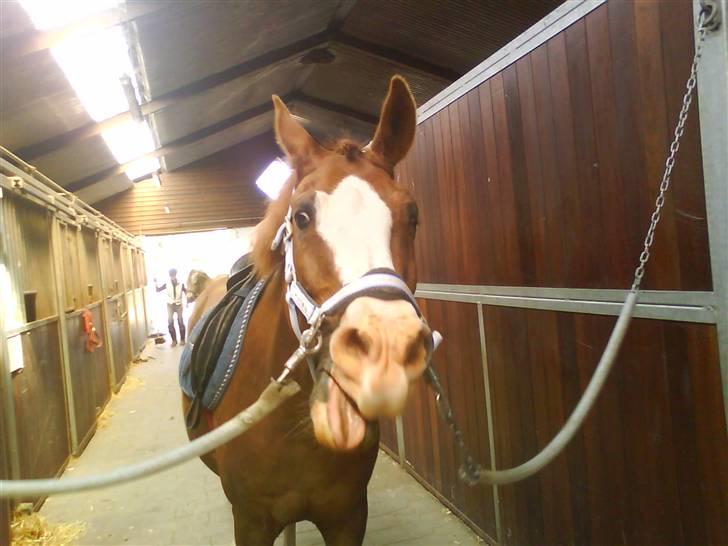 DSP Monty  - GAAB  jeg er vidst blevet lidt træt :D billede 5