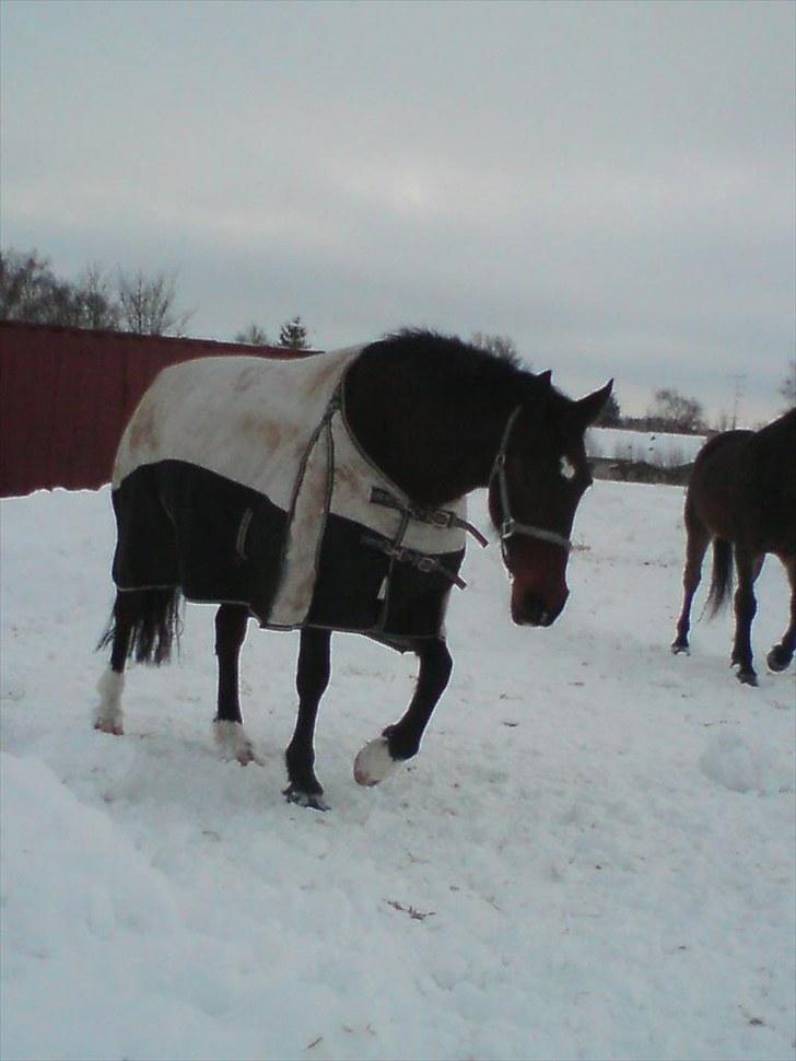 Hollandsk Varmblod Daisy billede 15