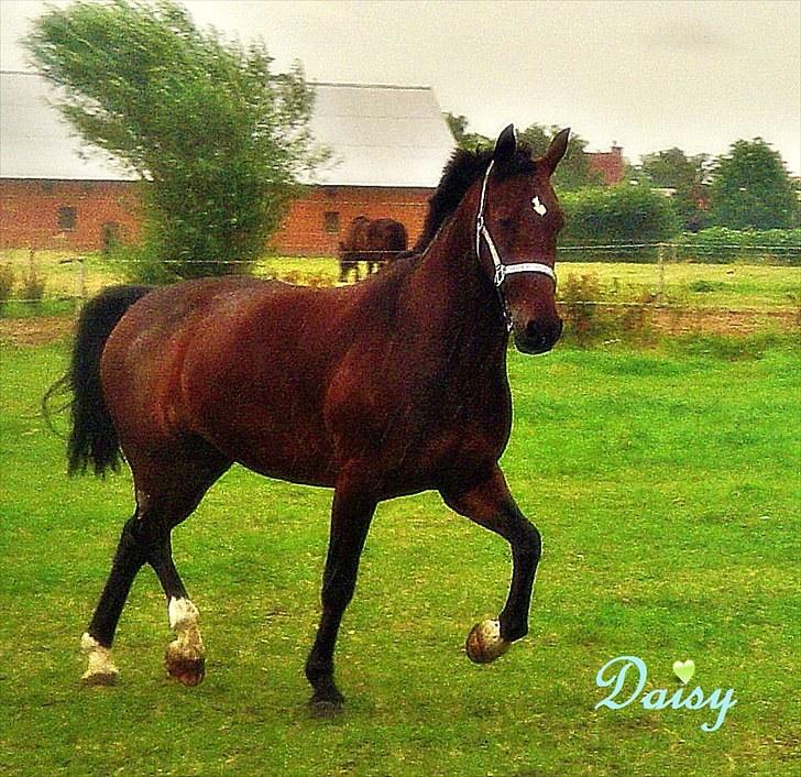 Hollandsk Varmblod Daisy - første dag på fold, så man skal da lige vise hvem man er :D. billede 16