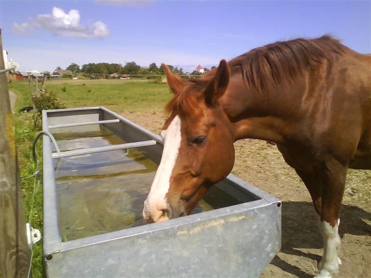 DSP Monty  - Han er lige blevet lidt tørstig haha xD billede 6