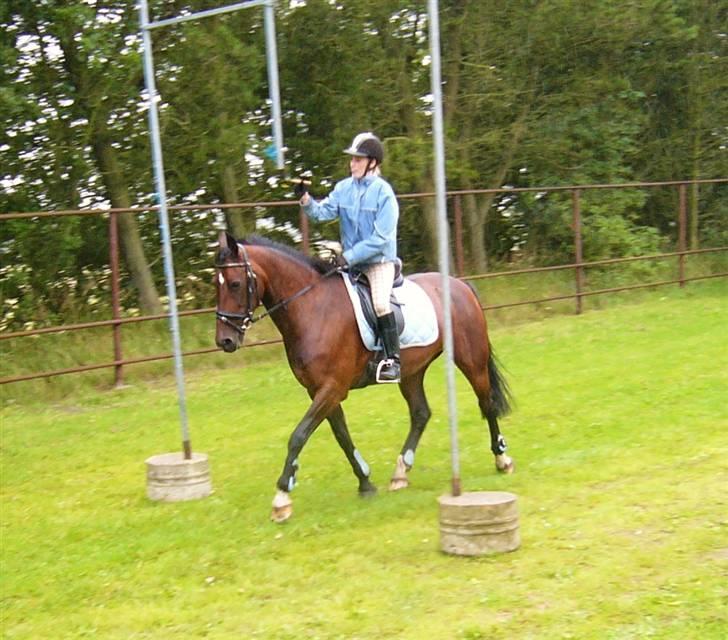 Hollandsk Varmblod Daisy - Ringridning til Asaa marked 09. 15/8 billede 18