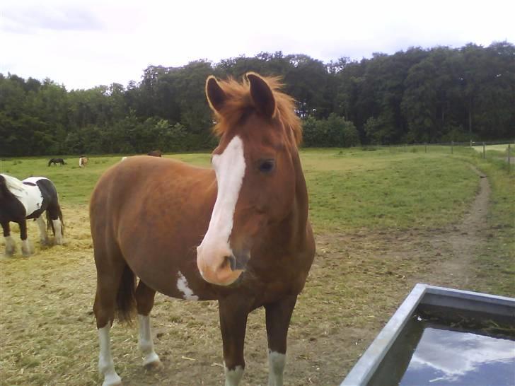 DSP Monty  - Monty på fold! <3 billede 7