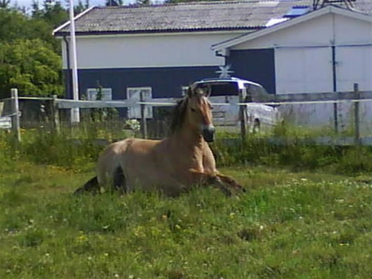 Fjordhest Sif - Sif ligger og nyder dagen... men så kommer Karen og skal ride :P billede 14