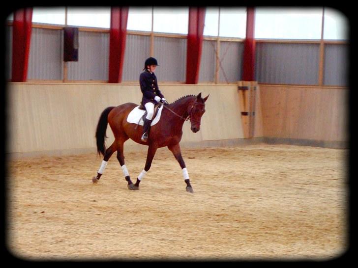 Fuldblod (XX) Danish Light *R.I.P* :'( billede 2