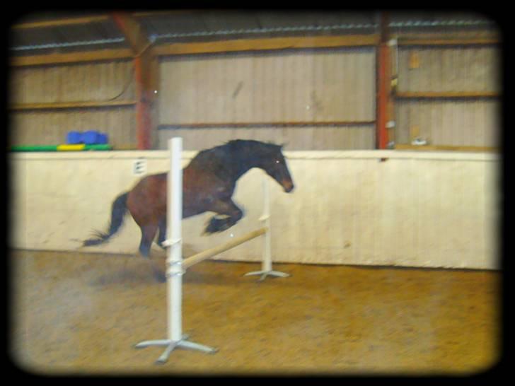 Fuldblod (XX) Danish Light *R.I.P* :'( billede 3