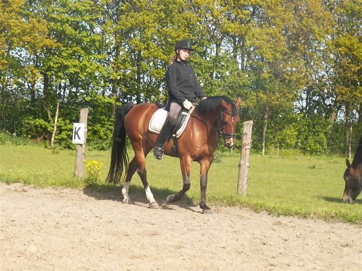 DSP Manilla M solgt billede 15