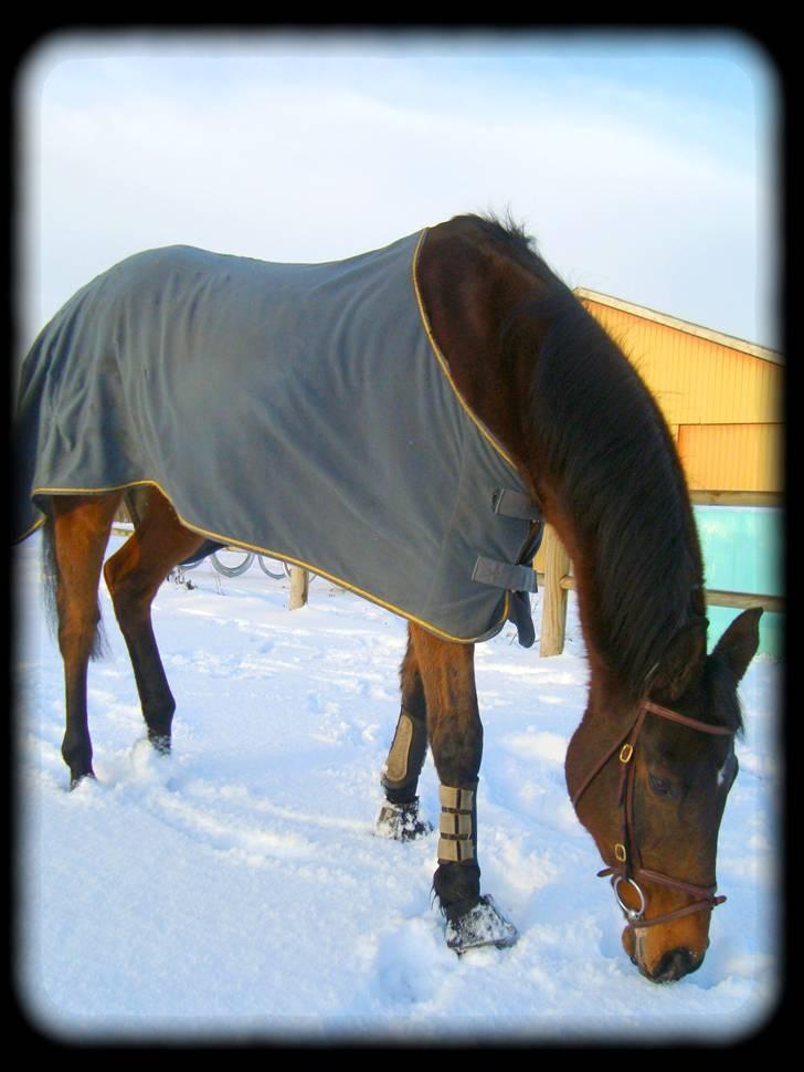 Fuldblod (XX) Danish Light *R.I.P* :'( billede 19