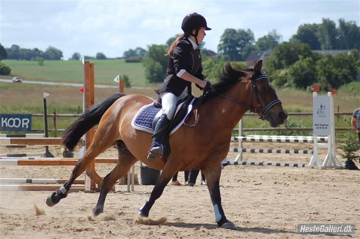 Anden særlig race Milan  billede 10