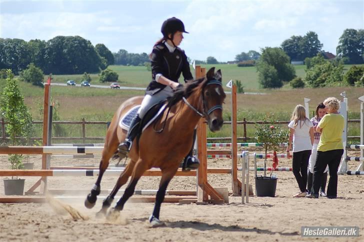 Anden særlig race Milan  billede 11