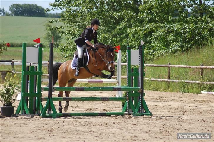 Anden særlig race Milan  billede 13