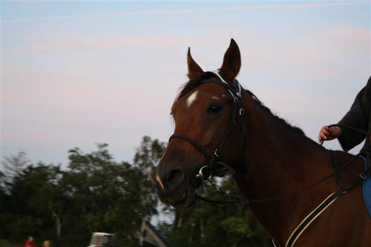 Traver Joy Plet - Hænge mule! ;D billede 13