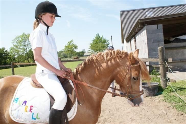 Welsh Pony af Cob-type (sec C) Anabell - du smuk tøs billede 3