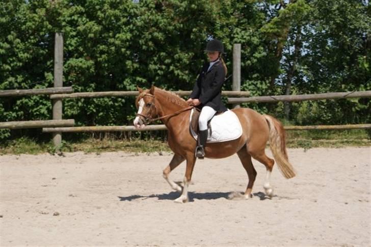 Welsh Pony af Cob-type (sec C) Anabell - hun kan bare det der med ikke og tage hovedt ned :D billede 4