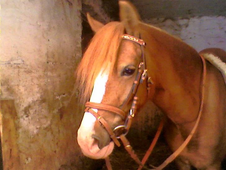 Welsh Pony af Cob-type (sec C) Anabell - Søde<3 billede 6