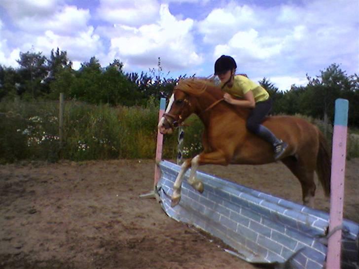 Welsh Pony af Cob-type (sec C) Anabell - så træner vi lige noget springning uden sadel.. billede 8