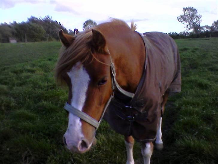 Welsh Pony af Cob-type (sec C) Anabell - du kom løbende mod mig, du er sød tøs!.. billede 9