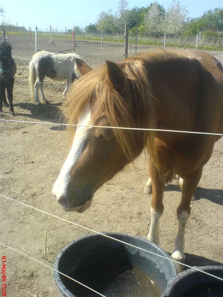 Welsh Pony af Cob-type (sec C) Anabell - kigger du lige på de andre heste var? billede 10