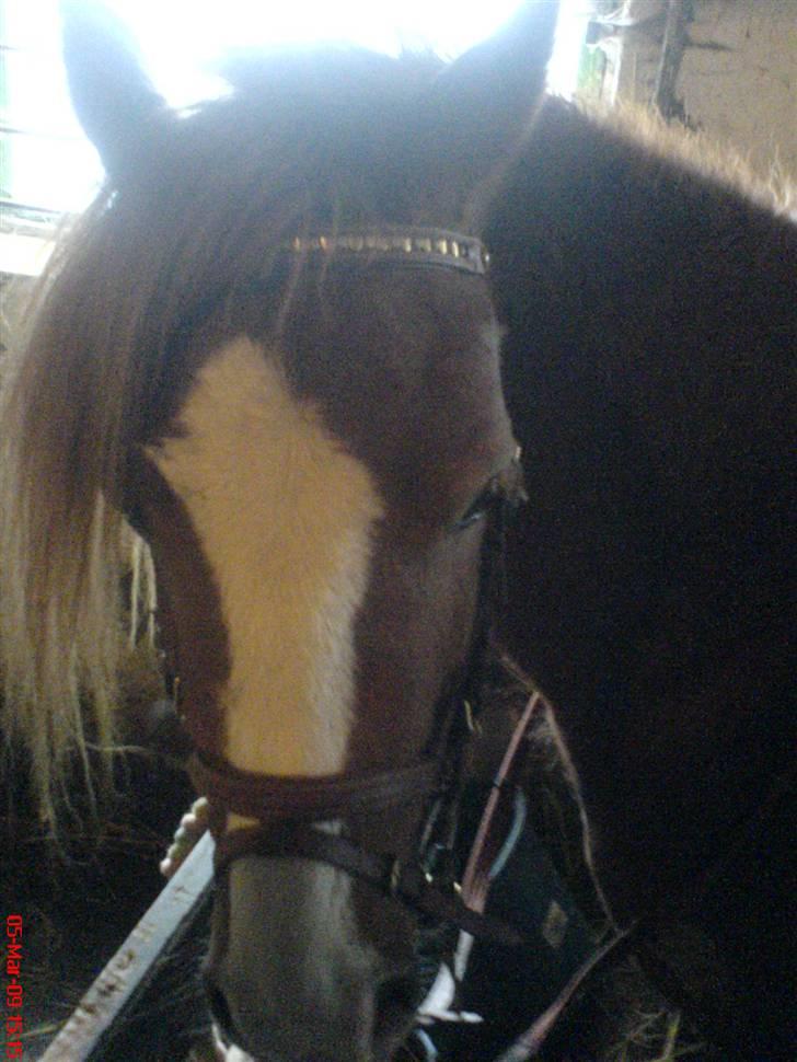 Welsh Pony af Cob-type (sec C) Anabell - var lidt klemt men det gik... billede 11