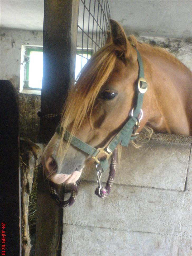 Welsh Pony af Cob-type (sec C) Anabell - kigger du lige hvad dit føl laver? billede 12