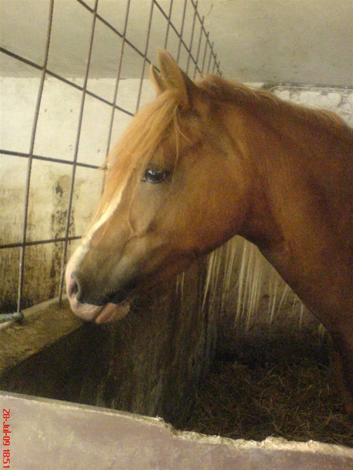 Welsh Pony af Cob-type (sec C) Anabell - er det spændende udenfor? billede 13