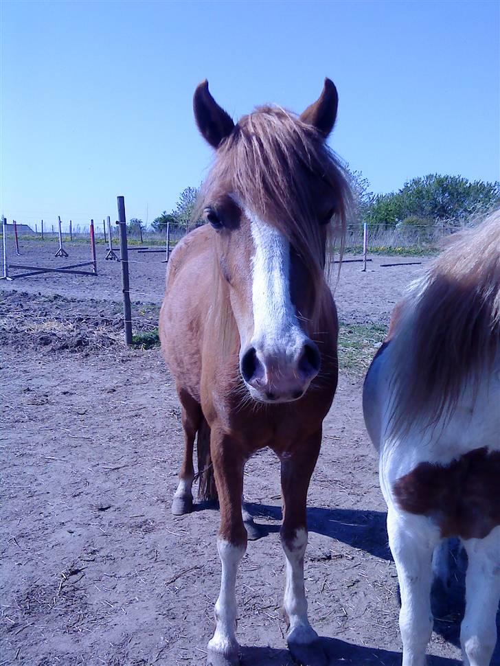 Welsh Pony af Cob-type (sec C) Anabell - hvor du glad var? :D.. billede 14