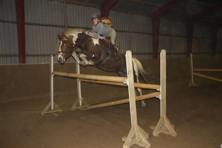 Pinto ZENIA  - Springtræning. billede 1