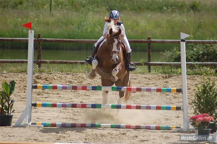 Pinto ZENIA  - Klubstævne - første LD billede 2