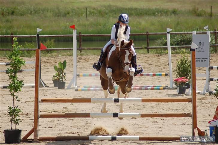 Pinto ZENIA  - Klubstævne - første LD billede 3