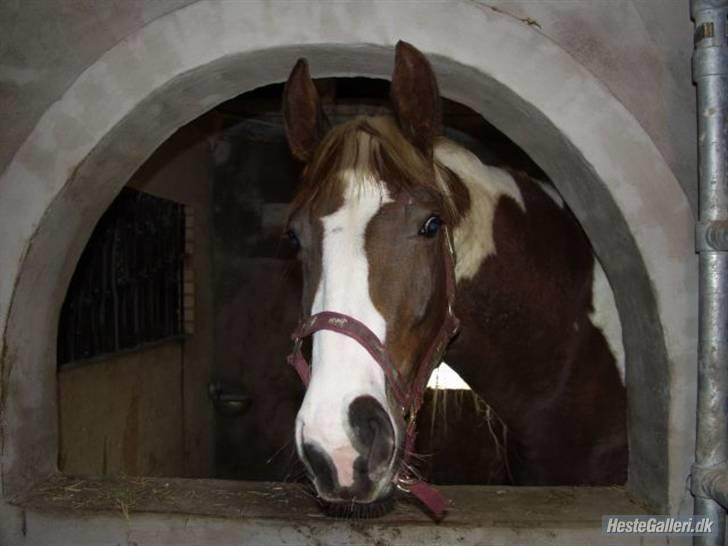 Pinto ZENIA  - Zenia:-D billede 5