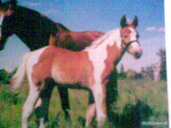 Pinto ZENIA  - som føl! billede 6