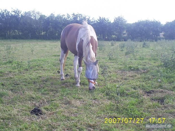 Pinto ZENIA  - Fold billede 7