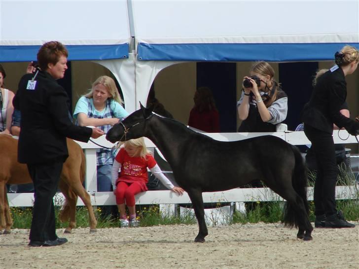 Miniature SG Tuff's Precious Panaji - MHCE show august 2009 billede 19