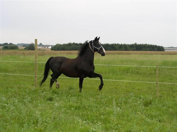 Hollandsk Varmblod Tornado billede 1